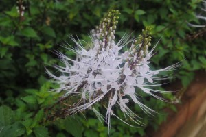 Malaysia medicinal Plant - Misai Kucing Herbal Tea